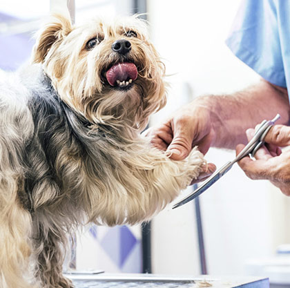 Skin Care and Grooming