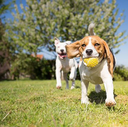 Regular Health Checks