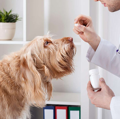 Worming and Flea Treatment